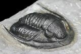 Cornuproetus Trilobite Fossil - Ofaten, Morocco #130534-2
